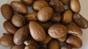 bitter kola at krossbell